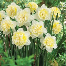 Daffodil Ice King, 12-Pack   564734102